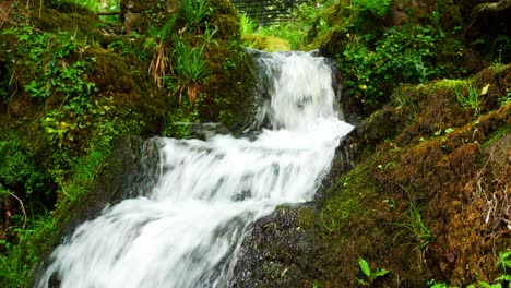 beautiful fresh streaming clear waterfall cascades in peaceful green forest foliage environment