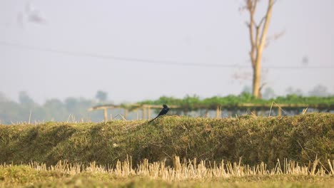 Schwarzer-Drongo-Vogel-Thront-Auf-Einer-Kleinen-Mauer-In-Einem-Ländlichen-Feld-In-Bangladesch,-Bevor-Er-Abfliegt