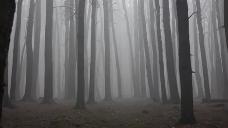 dense fog enveloping a forest during autumn creates a mysterious and evocative atmosphere, shrouding trees in a misty haze and enhancing the serene beauty of the woodland landscape