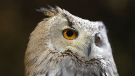 close-up of a cute white eurasian eagle-owl turning its head 270 degrees while blinking