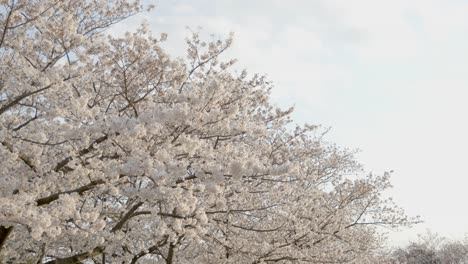 best cherry blossom in yokohama