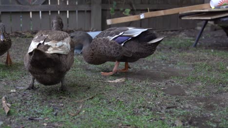 Mehrere-Enten-Fressen-Einen-Schlammigen-Rasen-In-Einem-Hinterhof