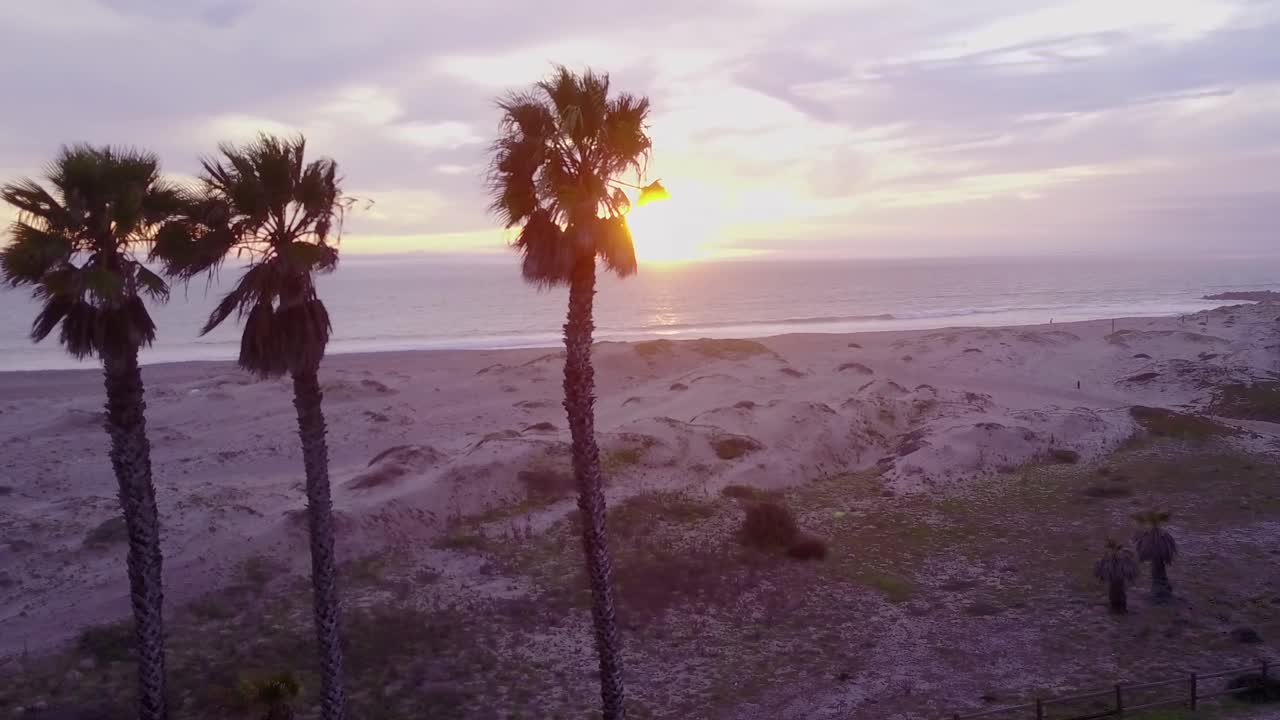 야자수와 캘리포니아 해변 장면 1의 공중으로 비행
