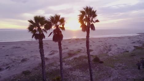 flying by aerial of palm trees and a california beach scene 1