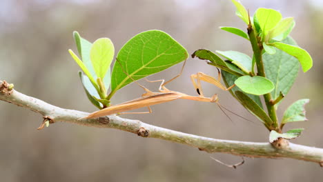 praying mantis sp