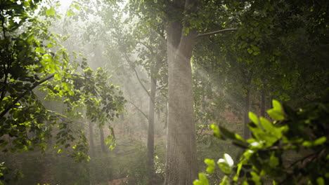 Bosque-árboles-Naturaleza-Verde-Madera-Luz-Del-Sol