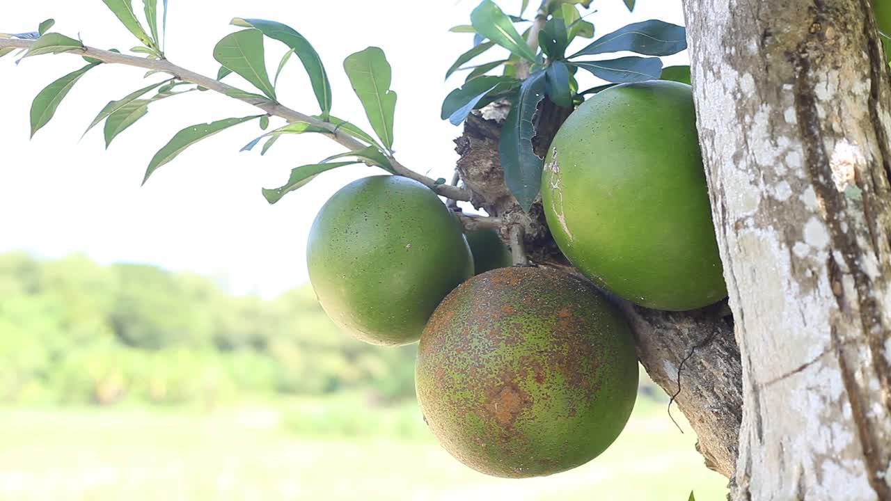 jeruk bali o pomelo en el árbol