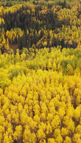 autumn forest with vibrant yellow aspen and green conifer trees