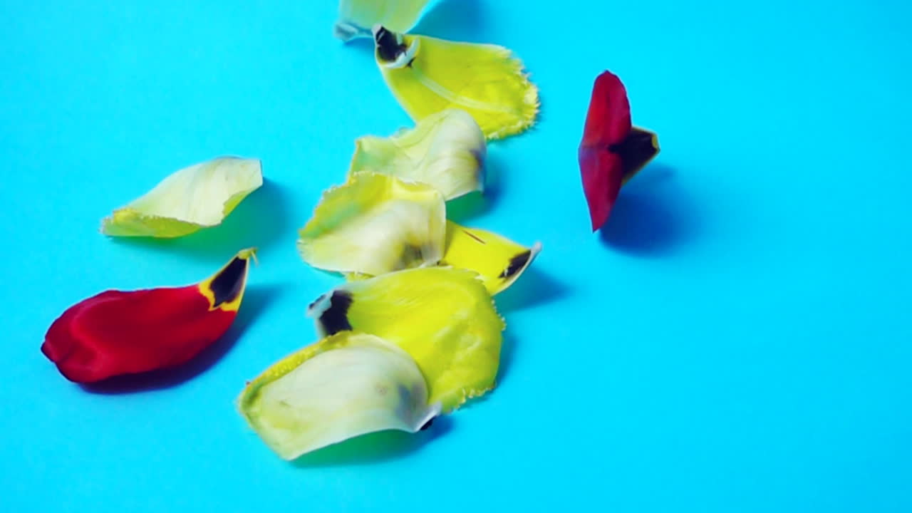 I petali cadenti dei tulipani. Slow motion. Riprese di fiori.