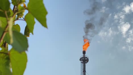 green leaves meet industrial smoke: environmental pollution under blue sky