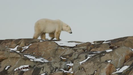 a polar bear moves gracefully over a rocky area covered with snow in a cold arctic setting, showcasing its majestic presence against a pale sky.