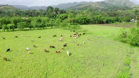 granja con vacas comiendo en el área de bonao, nubes, vegetación verde, filmada con drones