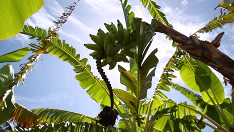 sun through a bunch of bananas with lens flare effects surrounded by large leaves of other nearby trees