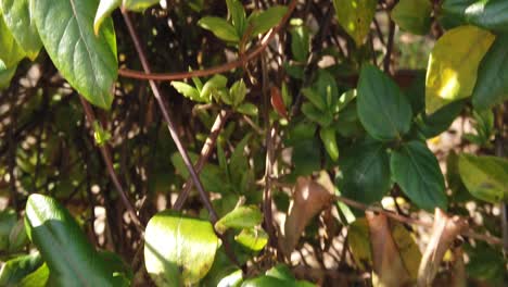 tilt-up-camera-on-green-plant-leaves