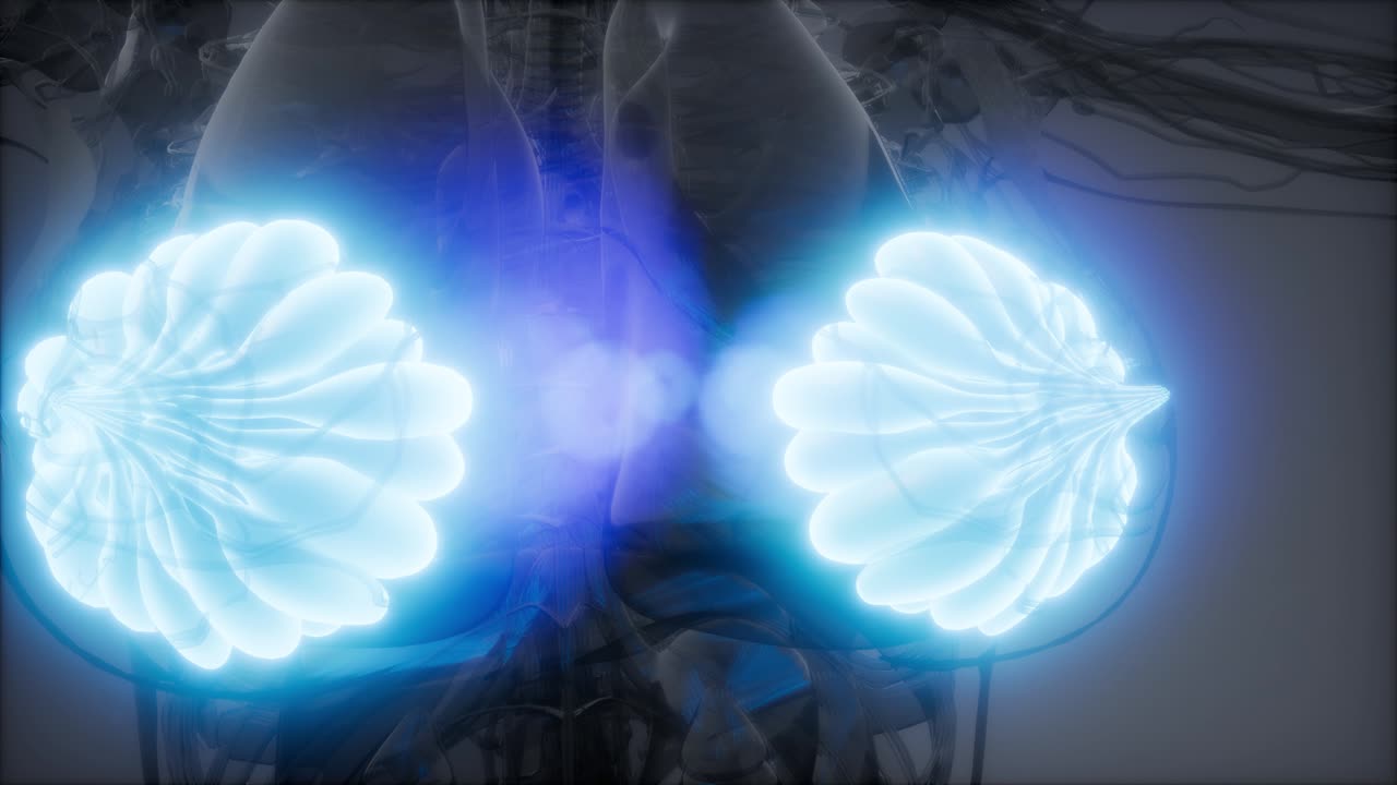 비만 여성의 유방선에 대한 의학적으로 정확한 그림