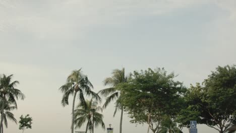 palm trees and sky at an airport