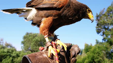 águila halcón posada en la mano del hombre