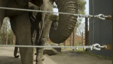 a elephant using it's trunk to put hay intro it's mouth