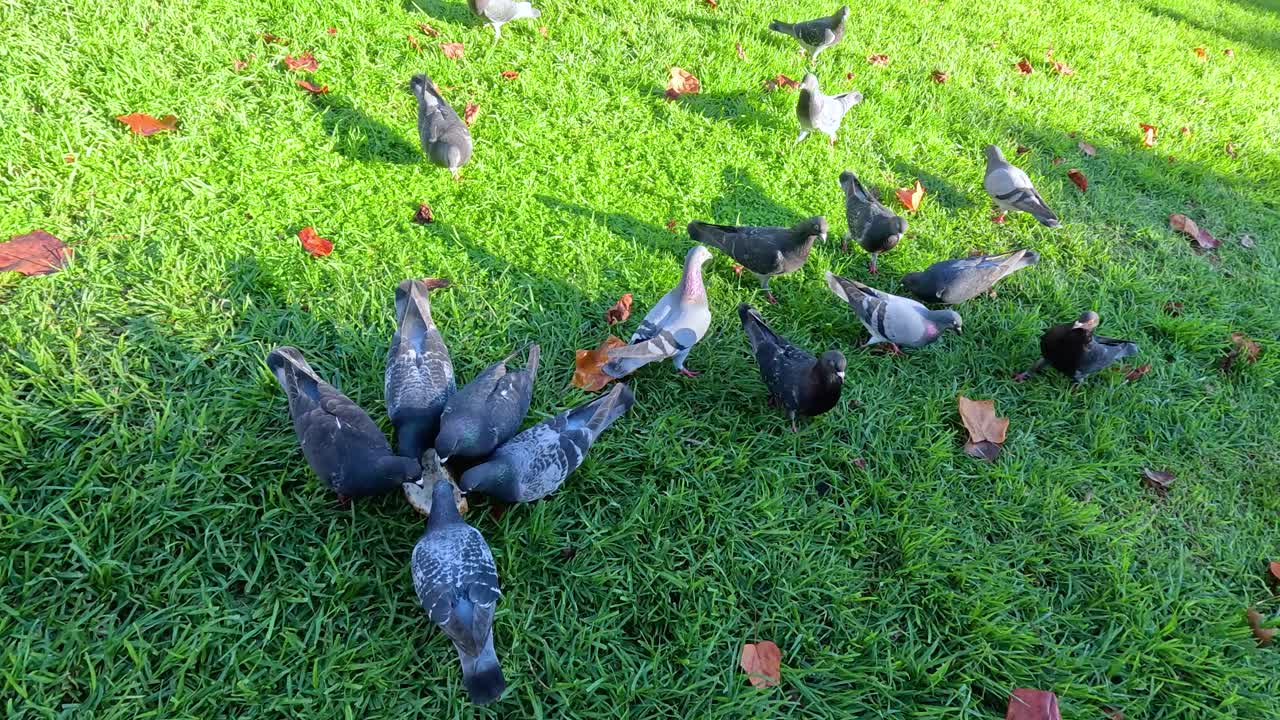 が集まって草を食べる