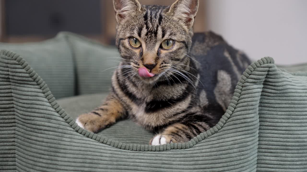 Adorable tabby cat lounging indoors on a plush, shell-shaped pet bed, licking its nose in a moment of cozy feline charm.