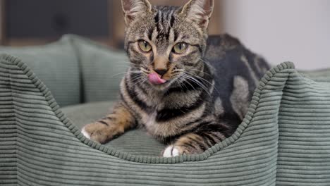 adorable tabby cat lounging indoors on a plush, shell-shaped pet bed, licking its nose in a moment of cozy feline charm.