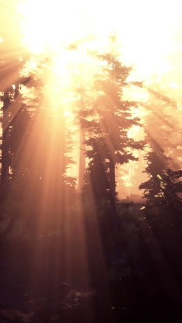 sun rays shining through a misty forest