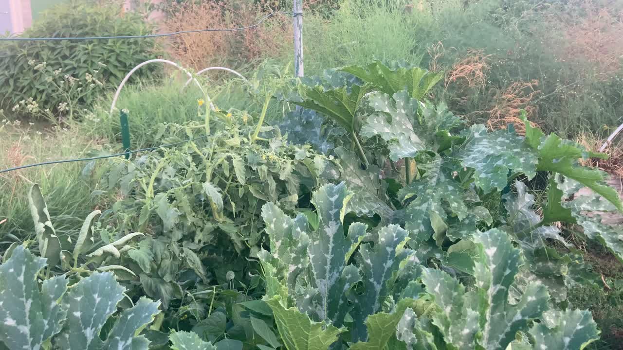 Evening tilt shot moving downward over a zucchini plant in a raised garden bed. Rural Italian field in background. Natural farming scene with warm light and summer growth