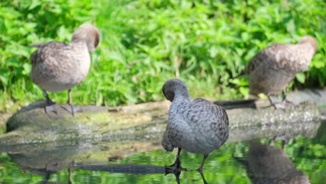 wild ducks sit by the water on the lake and brush 4k 2025 08 05 00 35 32 utc.mov | amazing, animal, animals, aquatic