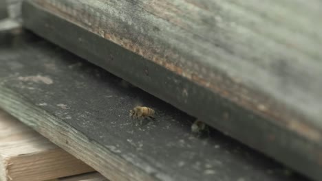 close up shot of one by one bees coming out from the wooden bee hive and flying away