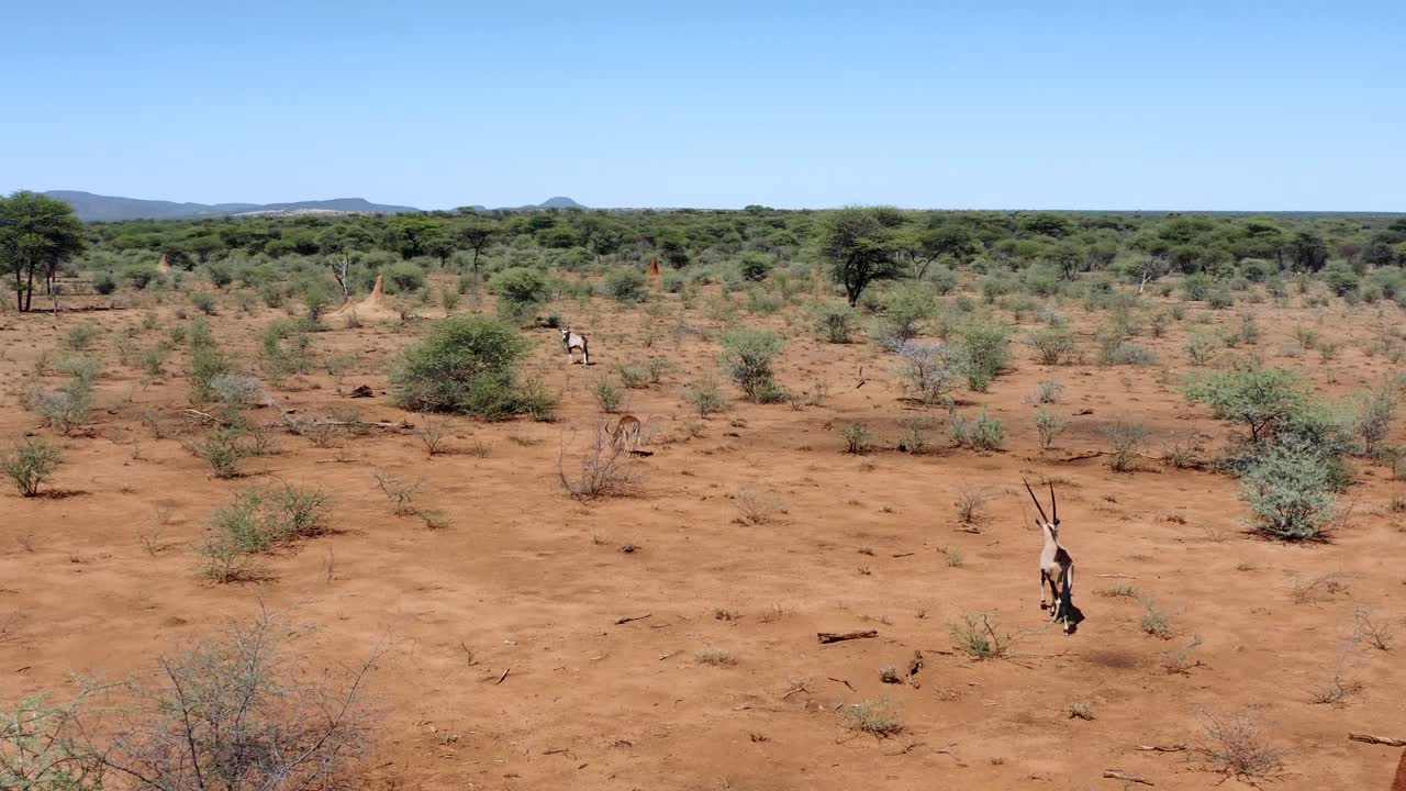 un antílope gemsbok camina a través del video aéreo de la sabana