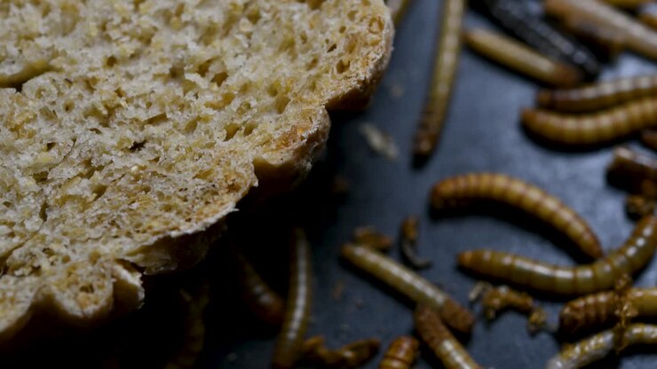 The Mealworm is a species of Darkling Beetle used to feed pets like fish, snakes, birds, and frogs
