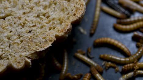 the mealworm is a species of darkling beetle used to feed pets like fish, snakes, birds, and frogs