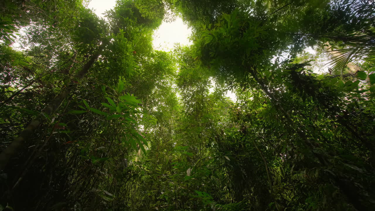 Dense Forest Canopy Looking Up Towards The Sky