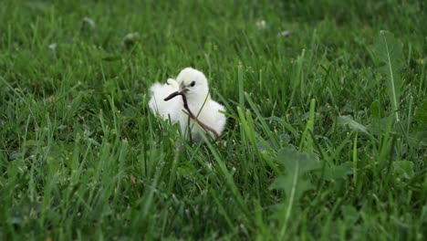 one silk chicken with worm in his mouth, chick getting food - slow-motion