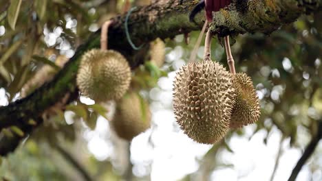 Close-Up-Footage-of-Golden-and-Beautiful-Durian-Crop,-The-King-Of-Fruit