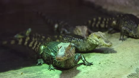 cuviers dwarf caiman lead sees something and group exits water