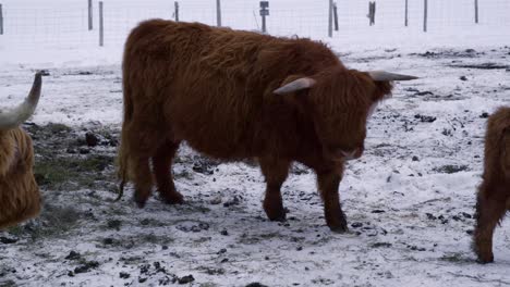 big highland bull walking towards the camera