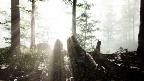 panoramic-view-of-the-majestic-forest-in-a-morning-fog