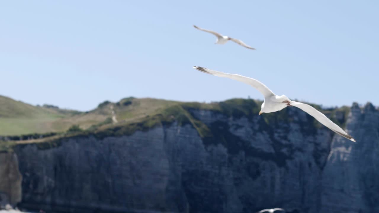 Чайки в полете