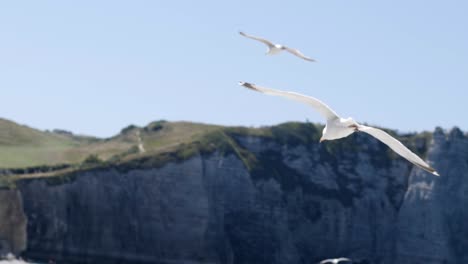 seagulls in flight