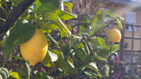The-Essence-of-Summer:-A-Close-Up-of-Lemons-on-a-Tree-with-a-Gentle-Breeze-in-4K-Slow-Motion
