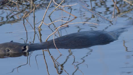 Wildbiber-Schwimmt-Im-See-Und-Macht-Spritzer