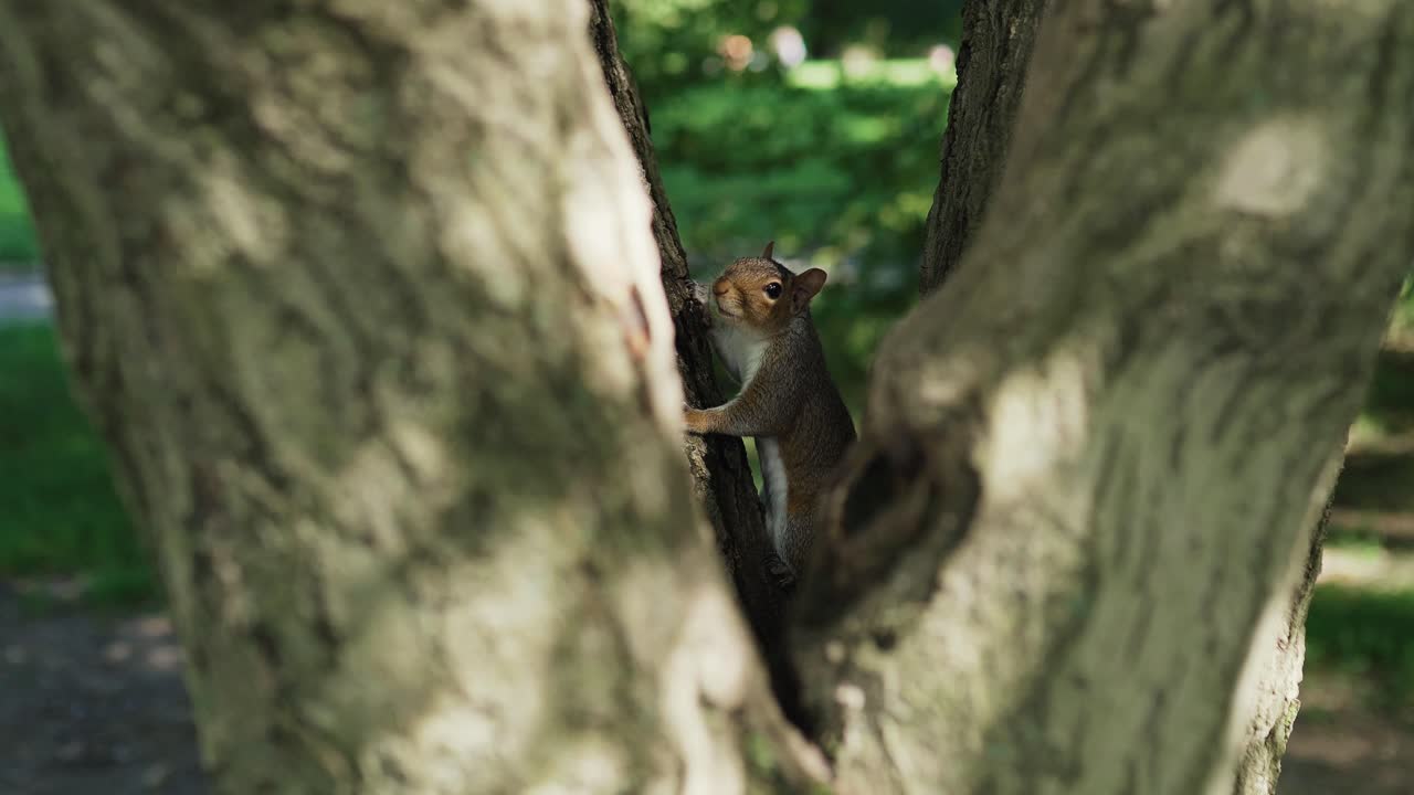 Squirrel on a tree in the Park