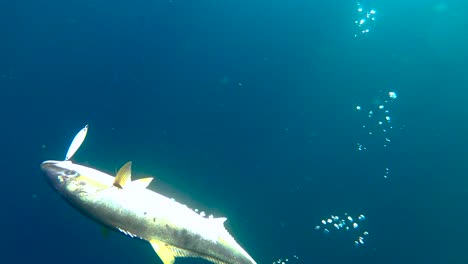 Bubbles-rise-ominously-to-surface,-clear-blue-water,-yellowtail-floats-in-ocean