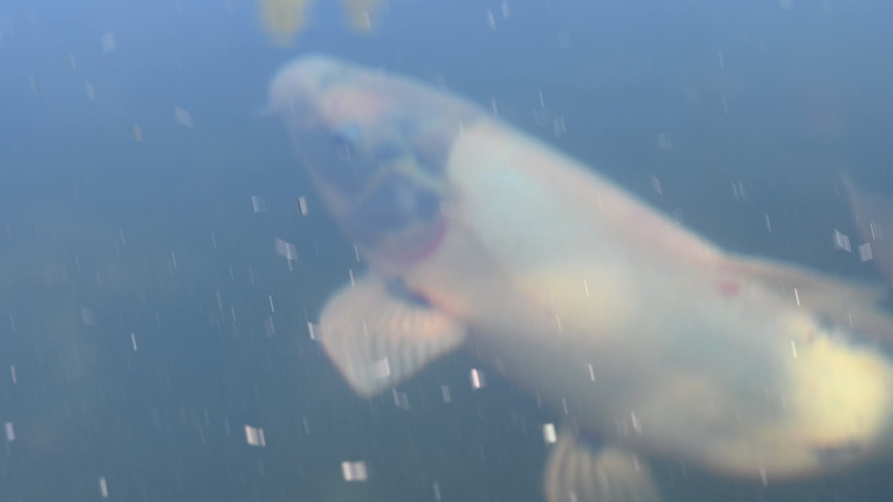 잉어가 괴로운 수면으로 올라갔다가 다시 떠남, 동물원