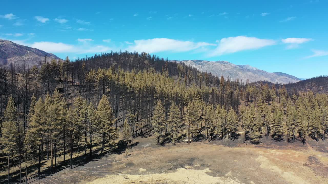 Veduta aerea della foresta bruciata e distrutta e della distruzione della natura selvaggia causata dall'incendio Caldor vicino al Lago Tahoe, California