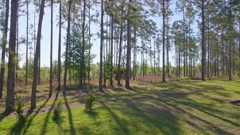 Ein-Push-in-Auf-Den-Bäumen-In-Florida-Im-Hinterhof-Einer-Vermietungsimmobilie-Im-Urlaub