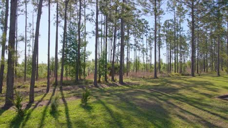 un empujón en los árboles en florida en el patio trasero de una propiedad de alquiler de vacaciones