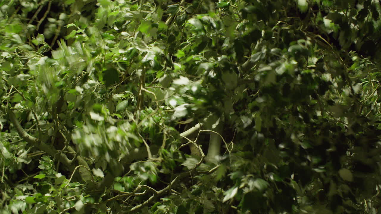 ветви деревьев и листья, дующие на ветру ночью