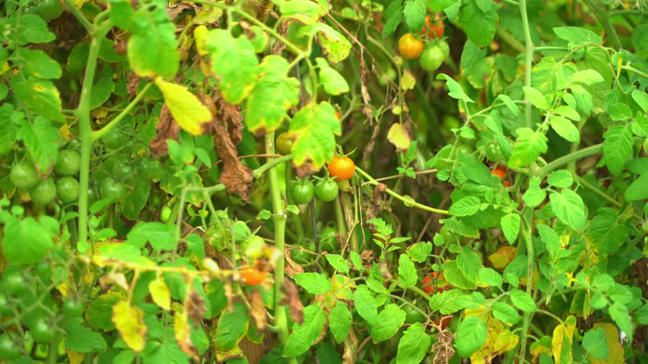 tomates rojos y verdes de cereza colgando de una vid de tomate con algunas hojas secas a su alrededor cultivo de la granja de verdura